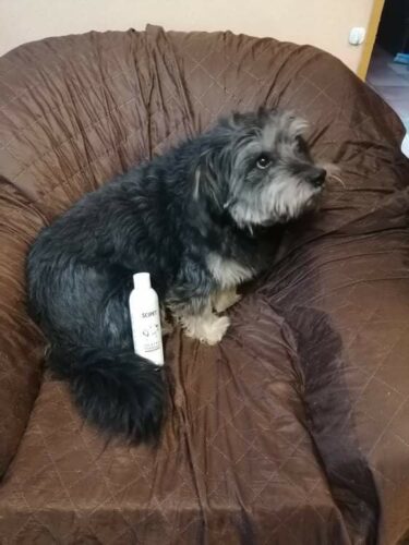 Click to view full screen Prašak za zube SciPet za pse - 60 g photo review