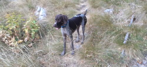 Click to view full screen Probiotik SciPet za pse - 3x60 komada photo review