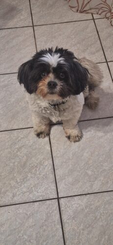 Probiotik SciPet za pse - 60 komada photo review