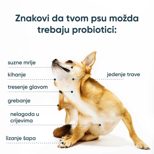 Znakovi da tvom psu možda trebaju probiotici