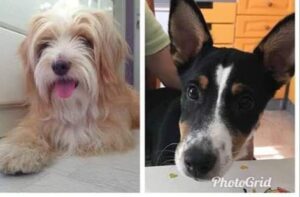 Click to view full screen Probiotik SciPet za pse - 60 komada (20% popusta) photo review