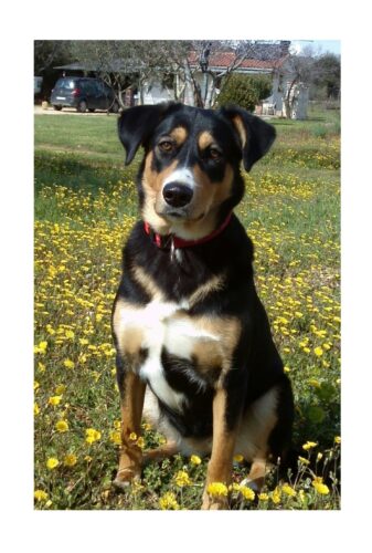 Click to view full screen Probiotik SciPet za pse - 60 komada (20% popusta) photo review