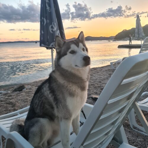 Prašak za zube SciPet za pse - 60 g photo review